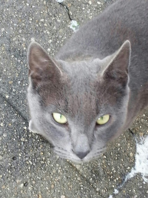 Attack Cat
